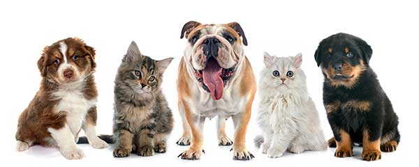 Reglas de comportamiento de los animales de compañía y mascotas